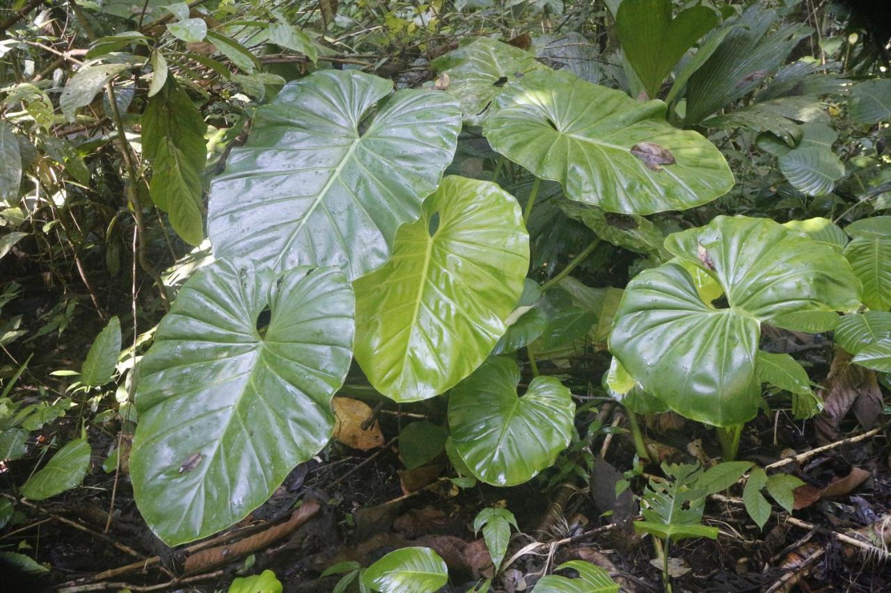 Finca Sueno De Osa Puerto Jiménez 외부 사진